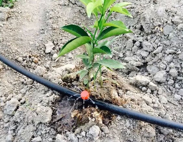 柑橘滴灌水肥一体 化项目，效率高节水灌溉项目